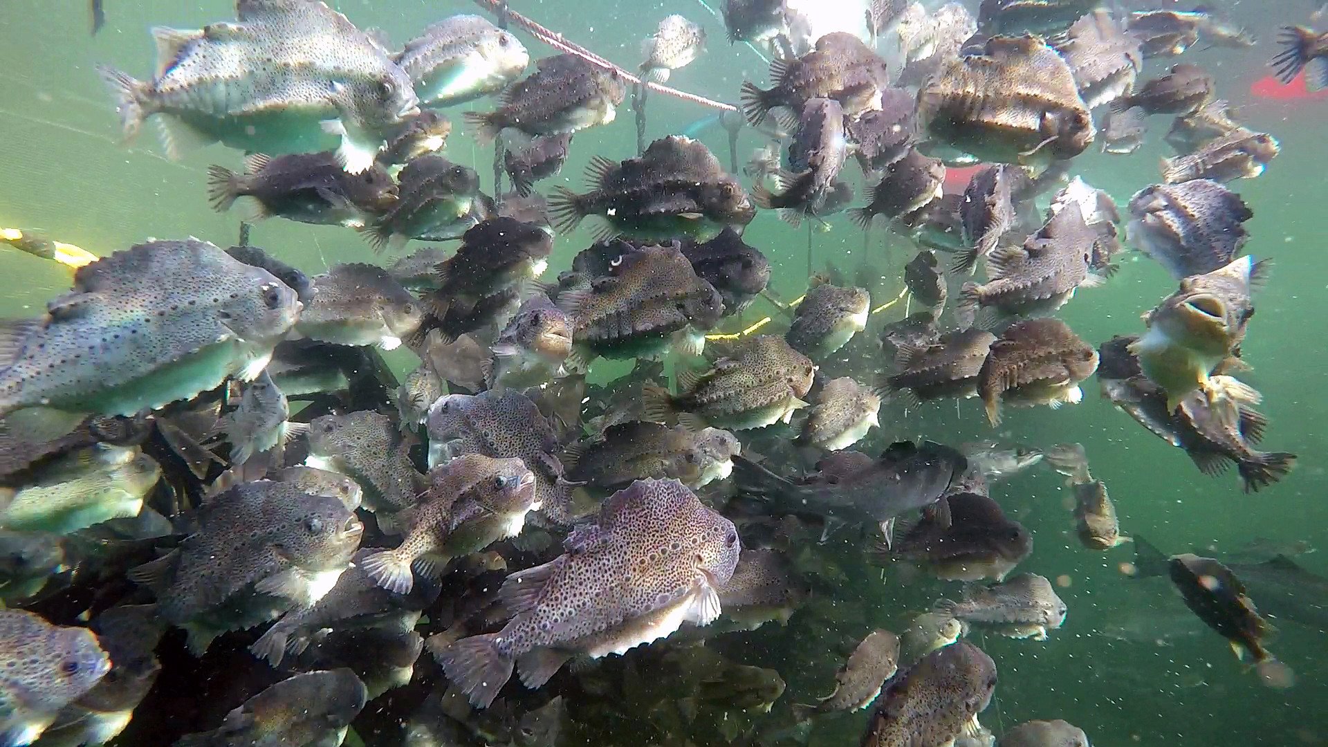 Lumpfish swimming in a stim